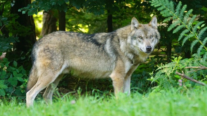 Ein Wolf am Waldrand.