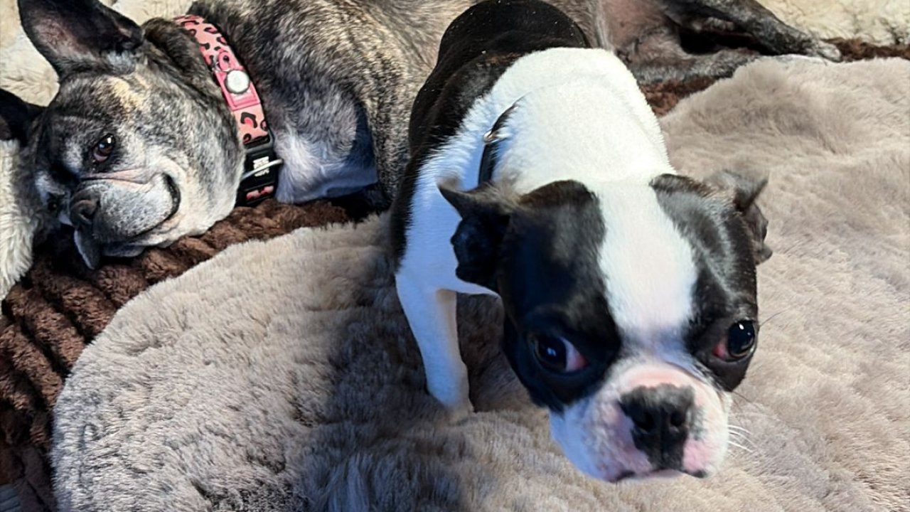 Die junge Boston-Terrier-Hündin (rechts) wurde vor dem Tierheim Olpe ausgesetzt und ist nun in einer Pflegestelle untergekommen. von privat