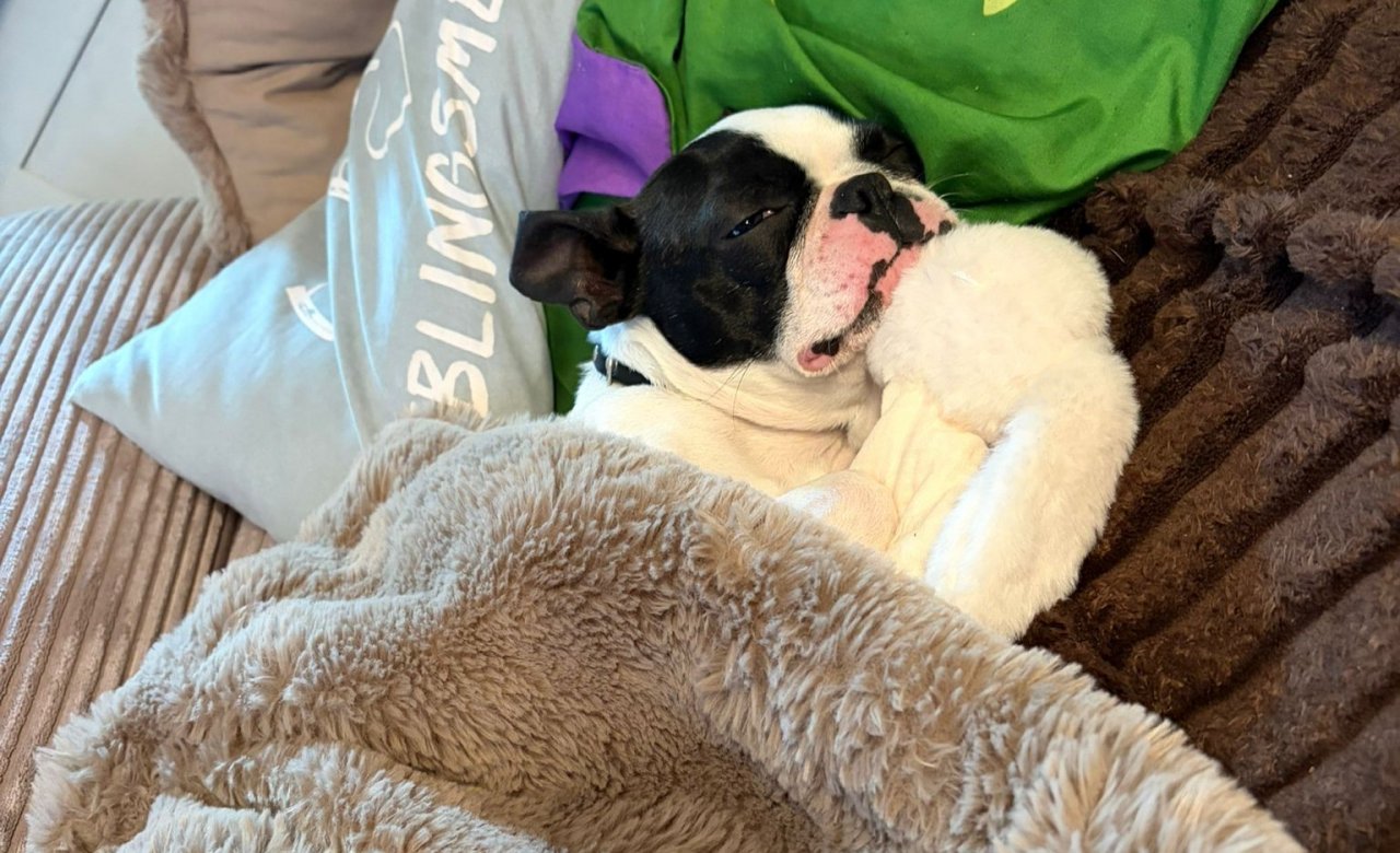 Die junge Boston-Terrier-Hündin wurde vor dem Tierheim Olpe ausgesetzt und ist nun in einer Pflegestelle untergekommen. „Wir sind sehr froh, dass wir so schnell einen so kompetenten Platz für sie gefunden haben“, sagt Elke Stellbrink. von privat