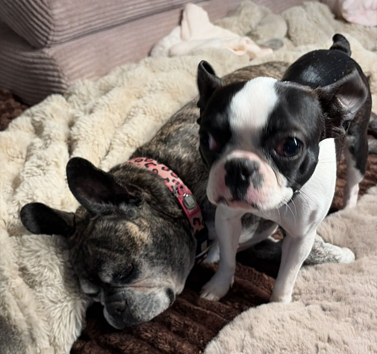 Die junge Boston-Terrier-Hündin (rechts) wurde vor dem Tierheim Olpe ausgesetzt und ist nun in einer Pflegestelle untergekommen. von privat