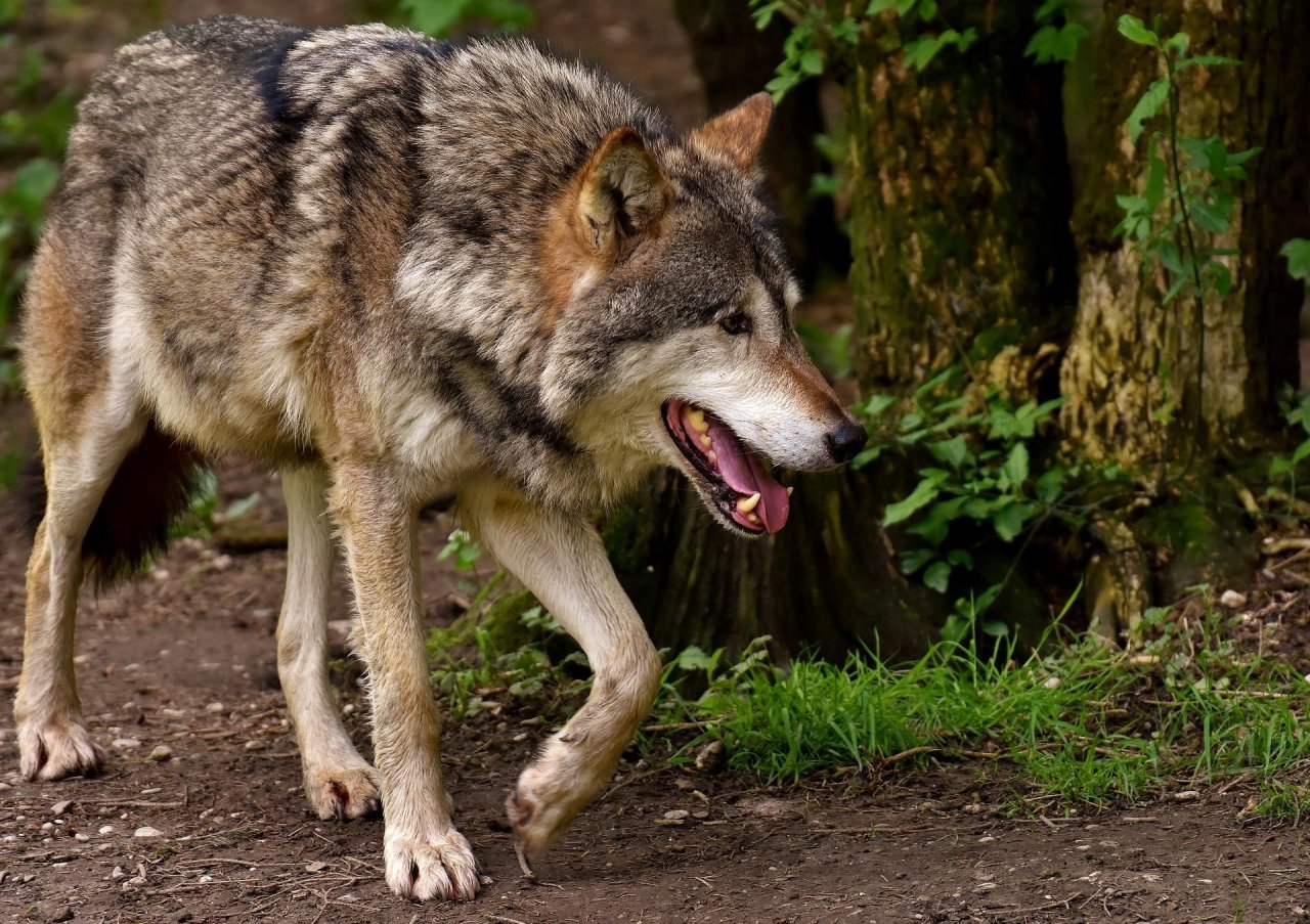 Ein Wolf in freier Natur. von Pixabay.com