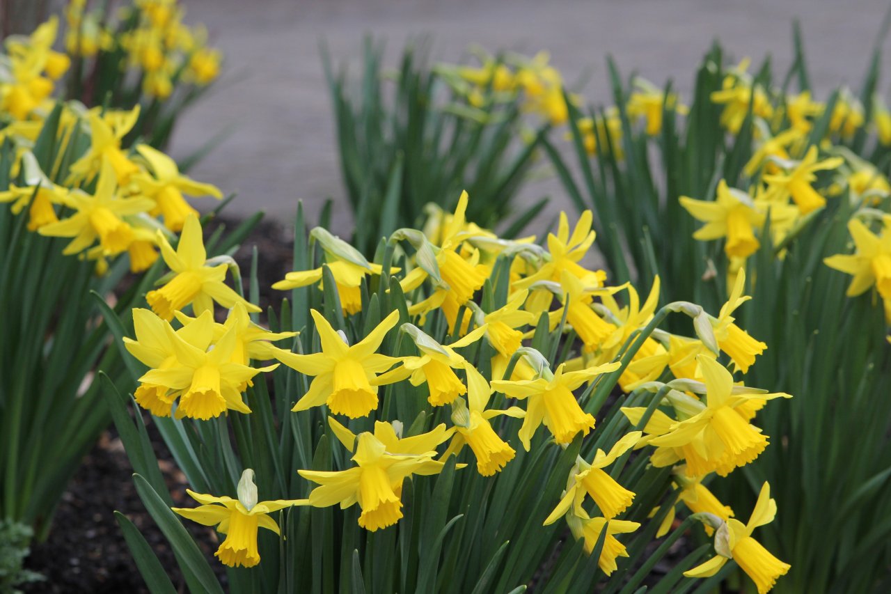 Symbolfoto Frühling von Hannah Fiefhaus