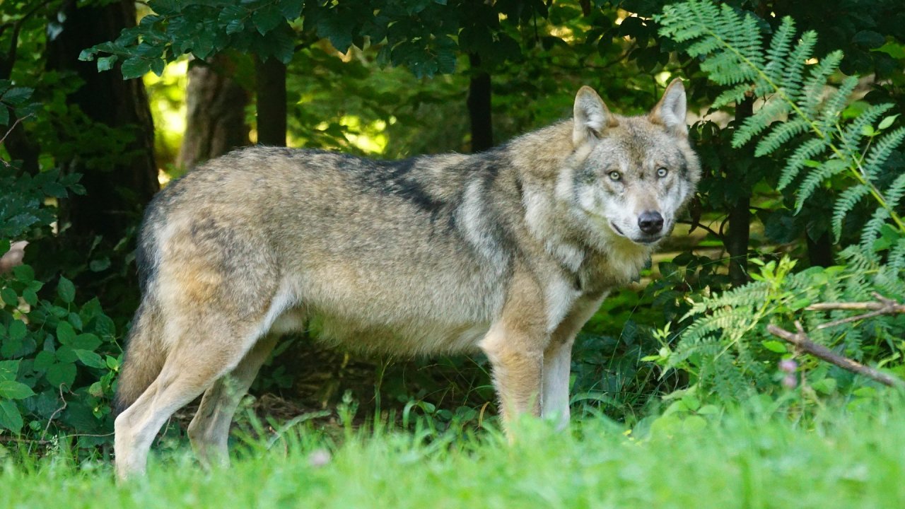 Symbolfoto: Ein Wolf am Waldrand. von pixabay.com