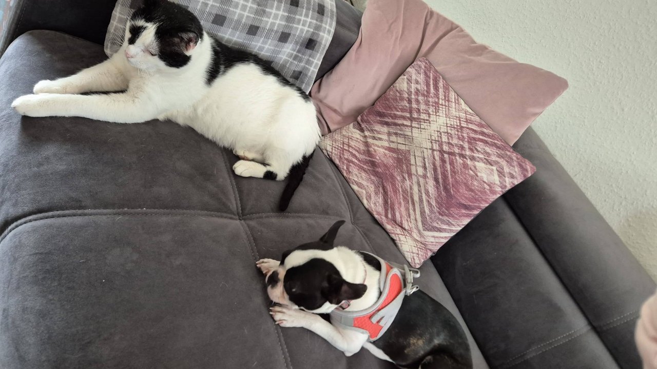 Die ausgesetzte Boston-Terrier-Hündin, die inzwischen Rosi heißt, hat ein neues Zuhause gefunden. von privat