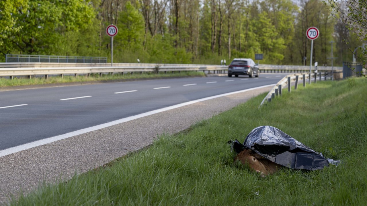 Als das Rind plötzlich wieder in Richtung Autobahn lief, erschoss die Polizei das Tier zur Gefahrenabwehr. von Kai Osthoff