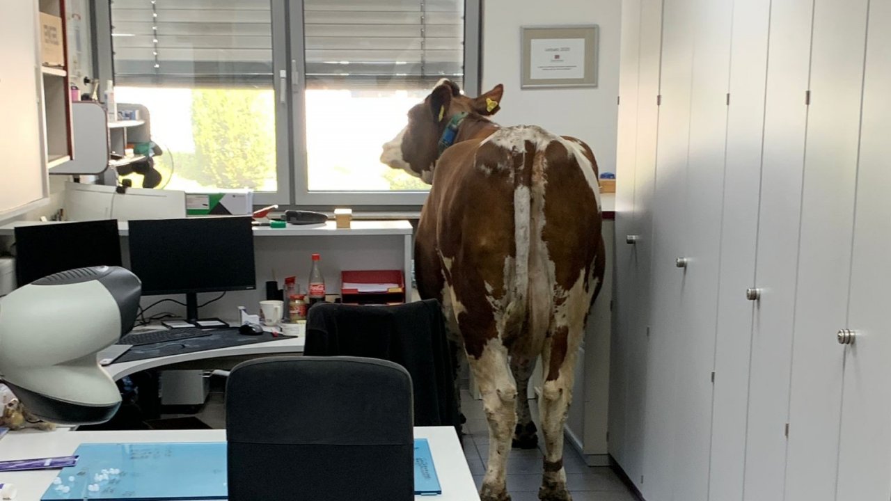 Der spontane vierbeinige Besuch wurde in Fotos und Videos festgehalten. von privat