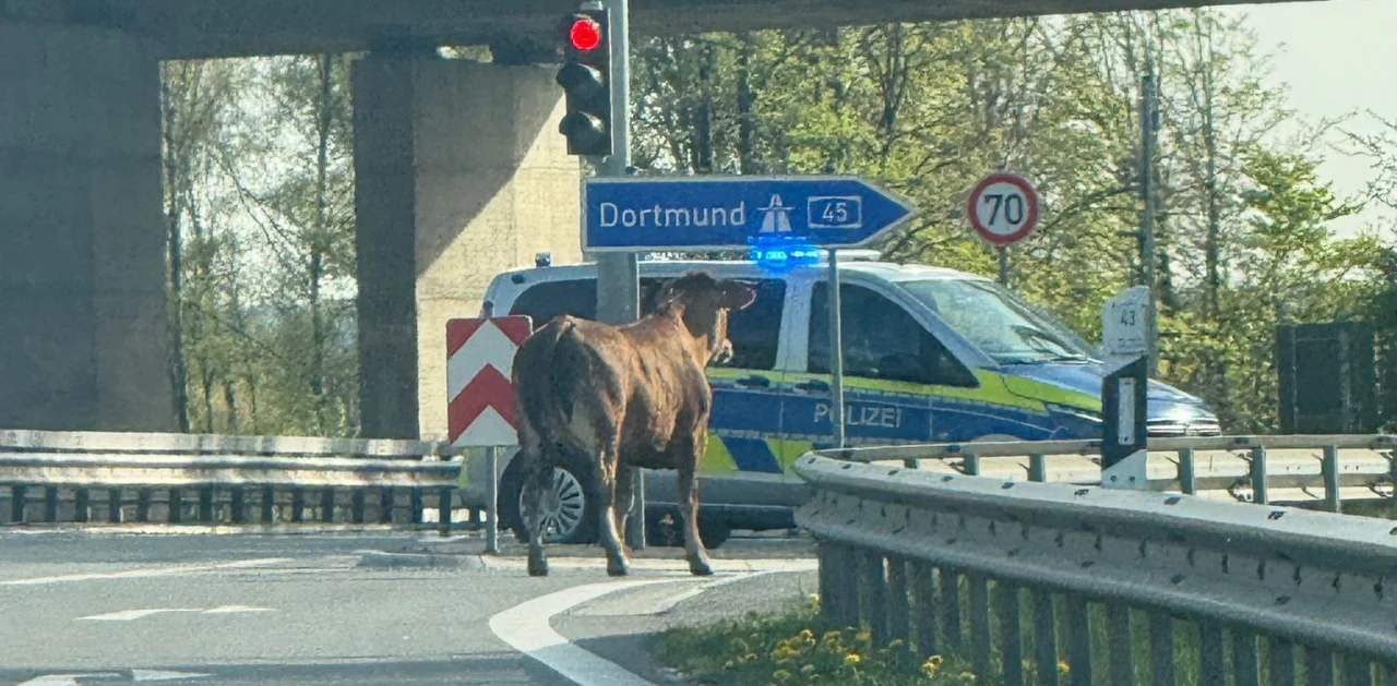 Das entlaufene Rind. von privat