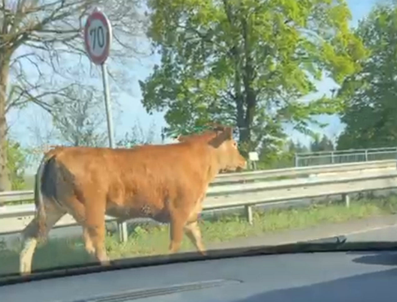 Das Rind war auf der B 54/55 unterwegs. von privat
