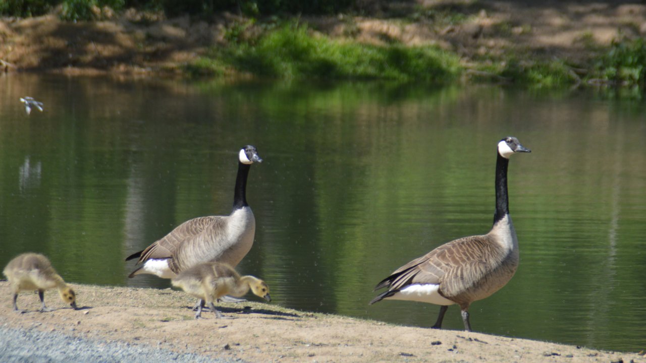 Kanadagänse an Ruhrmanns Teich in Fretter. von Nicole Voss