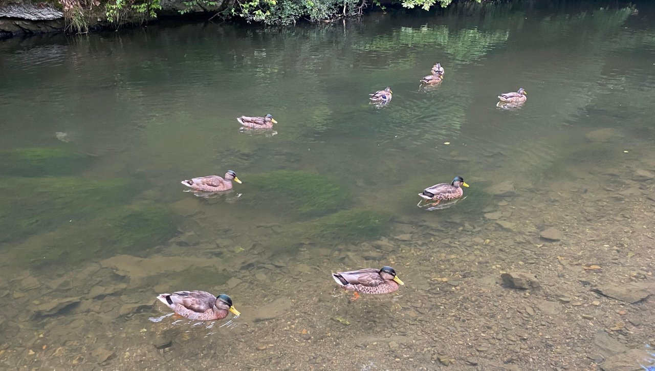 Archivfoto: Enten im Lennestädter Wigey. von Lorena Klein