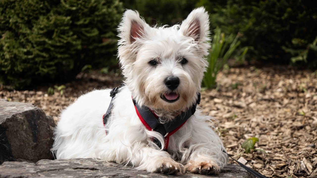 Rund 140 Hunde und mehr als 200 Besucher kamen beim großen Westie-Treffen auf dem Eslper Festivalgelände zusammen. von Chiara Heidschötter