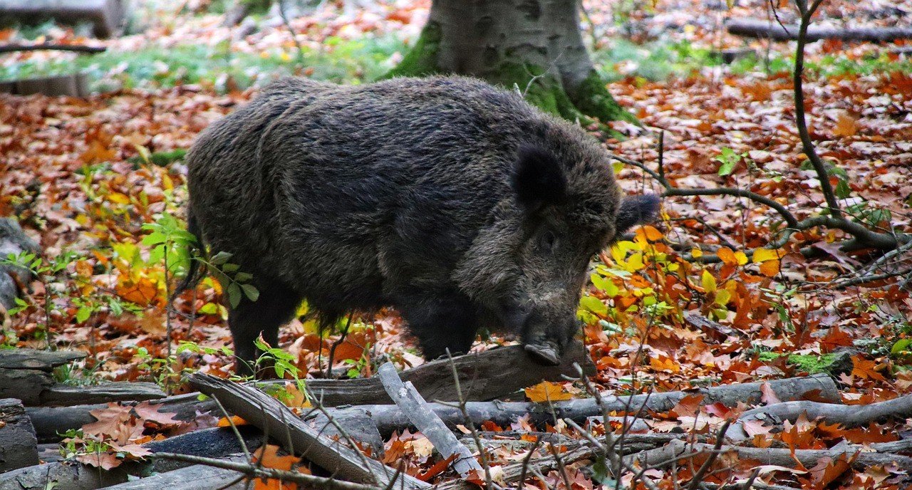 Wildschwein (Symbolfoto) von Pixabay.com