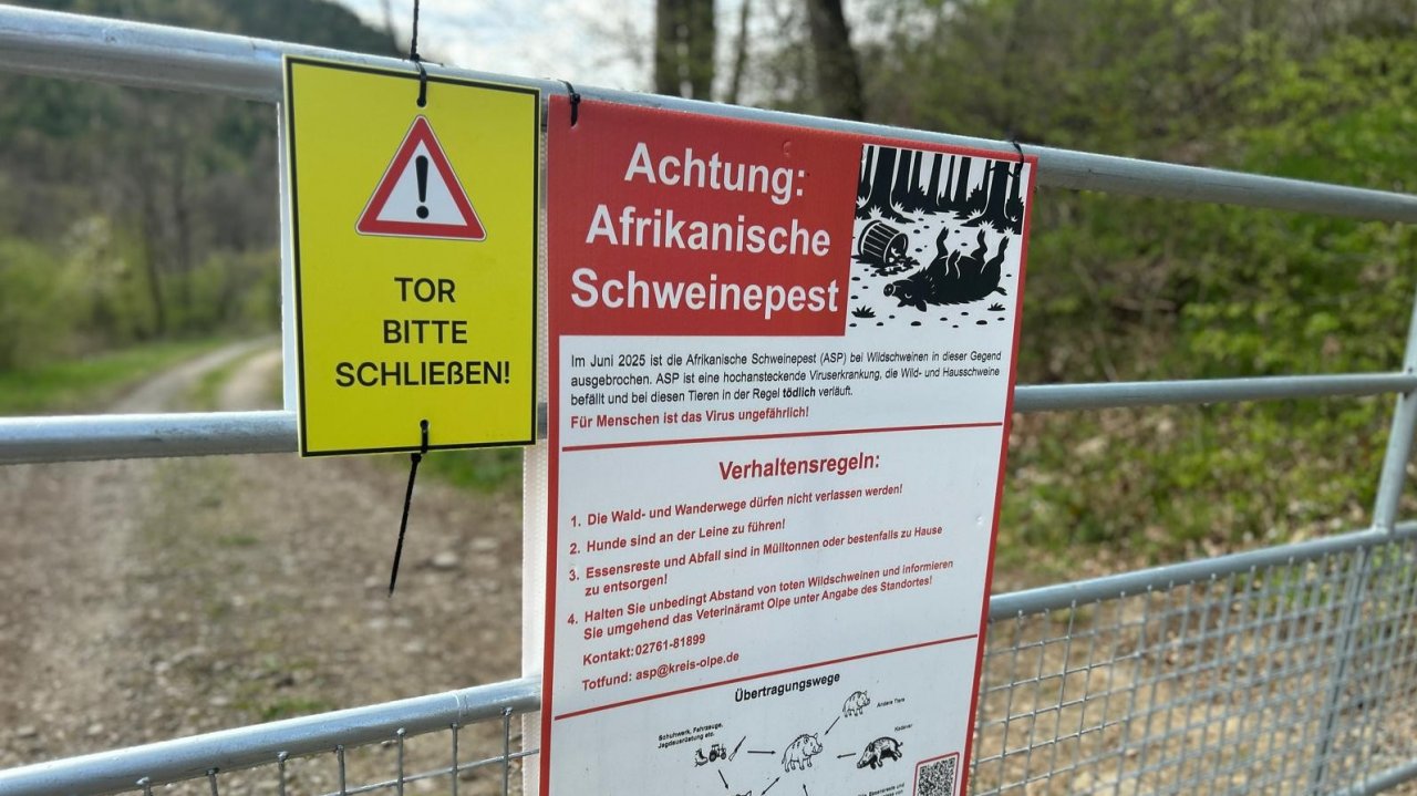 Symbolfoto Afrikanische Schweinepest von Nils Dinkel