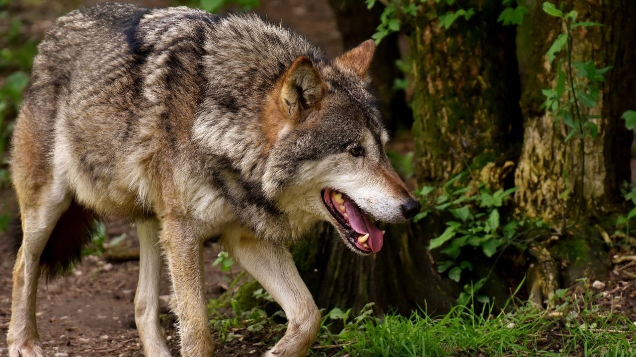Ein Wolf in freier Natur. von Pixabay.com