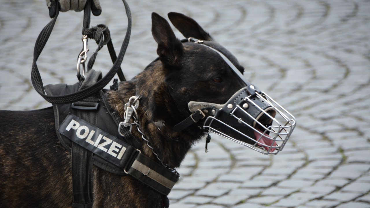 Polizeihund (Symbolfoto) von Pixabay.com