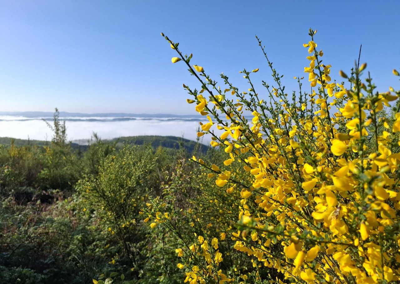 Blauer Himmel und viele Sonnenstunden erwarten uns am Pfingstwochenende. von Dagmar von Alt