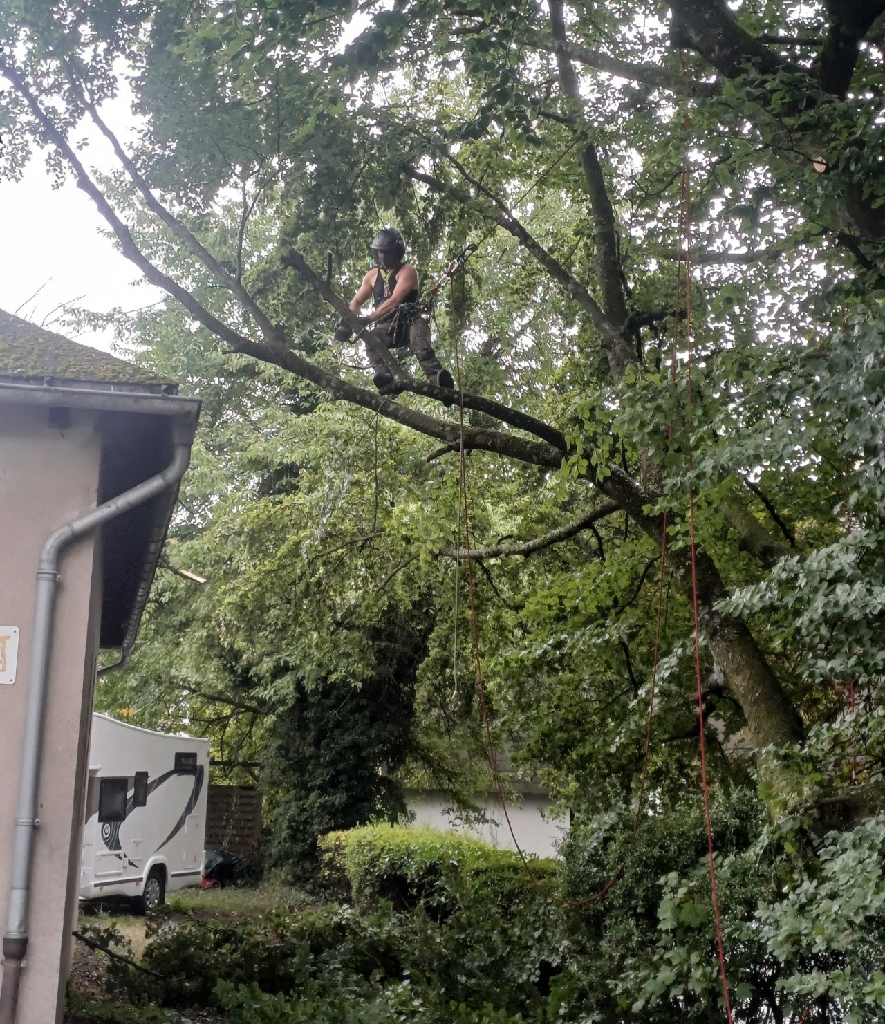 Das Baummanagement ist einer der Schwerpunkte von Naturwerk von Naturwerk