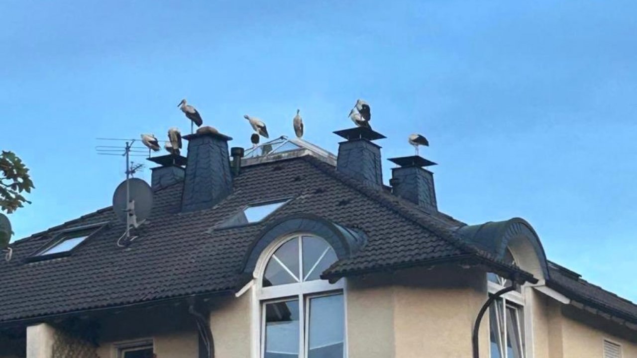 Zahlreiche Weißstörche haben sich in Finnentrop auf ihrer Reise in den Süden gesammelt. von Ines Hennken