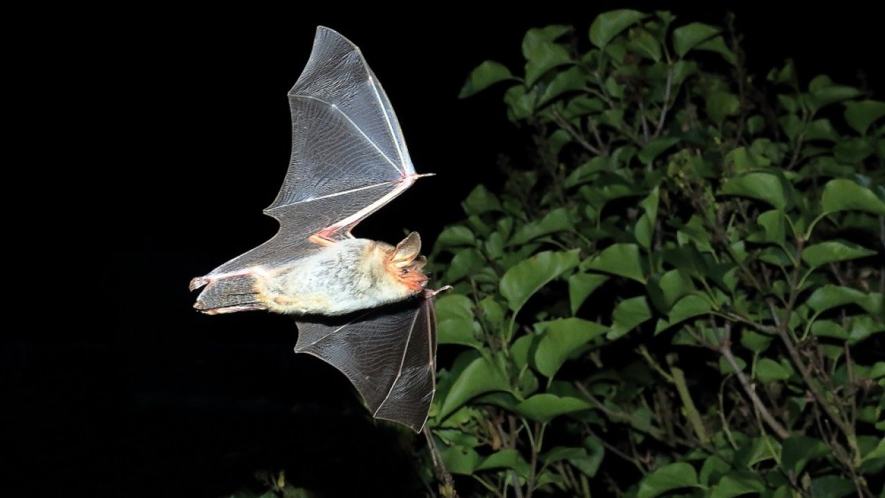 Interessanter Anblick: Eine Fledermaus ganz aus der Nähe. von NABU_Otto Schäfer