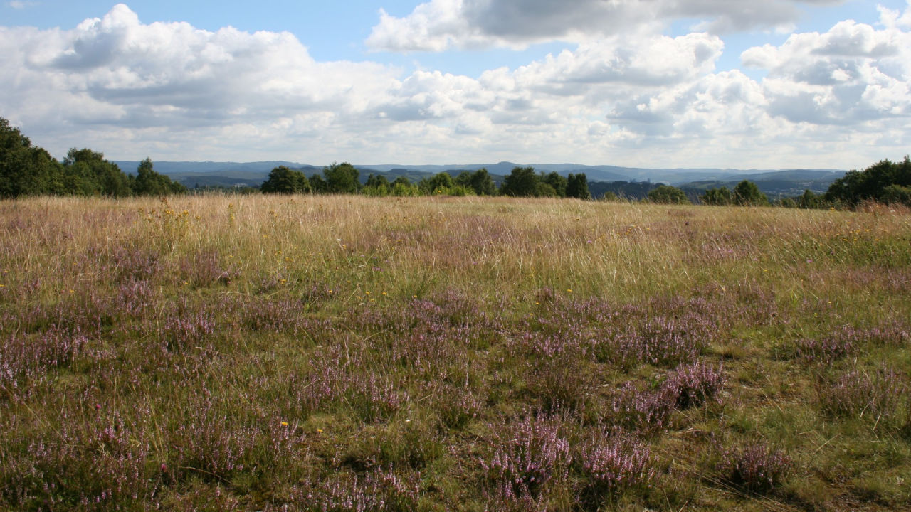 Die Trupbacher Heide im Siegerland. von Eva Lisges