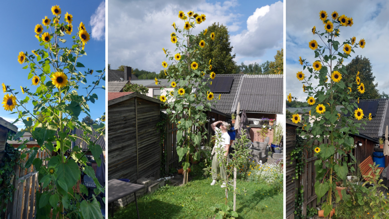 Die Riesensonnenblume auf dem Grundstück von Mechthild Schulte und Boris Rüsche in Olpe. von privat