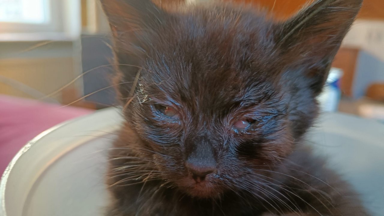 Eine erkrankte Katze. von privat