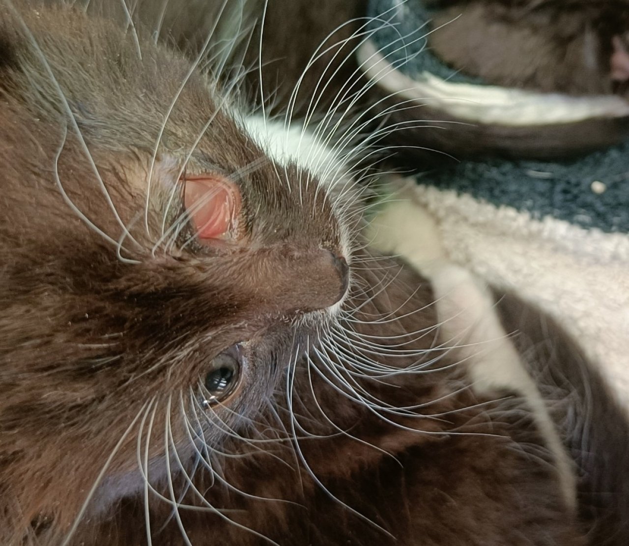 Diese Katze verlor ein Auge. von privat