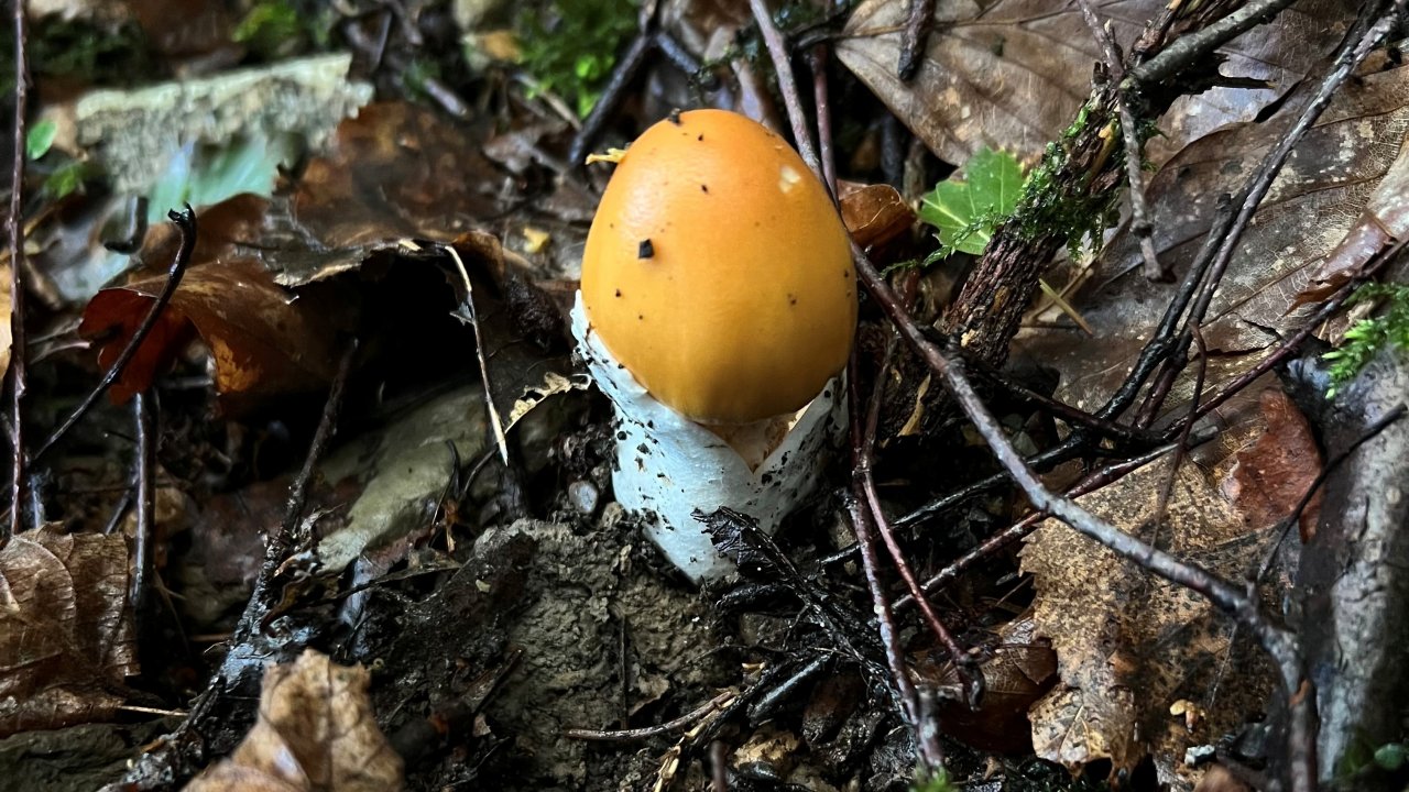 Dieses Exemplar eines vermeintlichen Kaiserlings hat Davide Cacciato im Kreis Olpe entdeckt und fotografiert. Pilzexperten meinen aber, es sei ein Orangener Scheidenstreifling. von privat