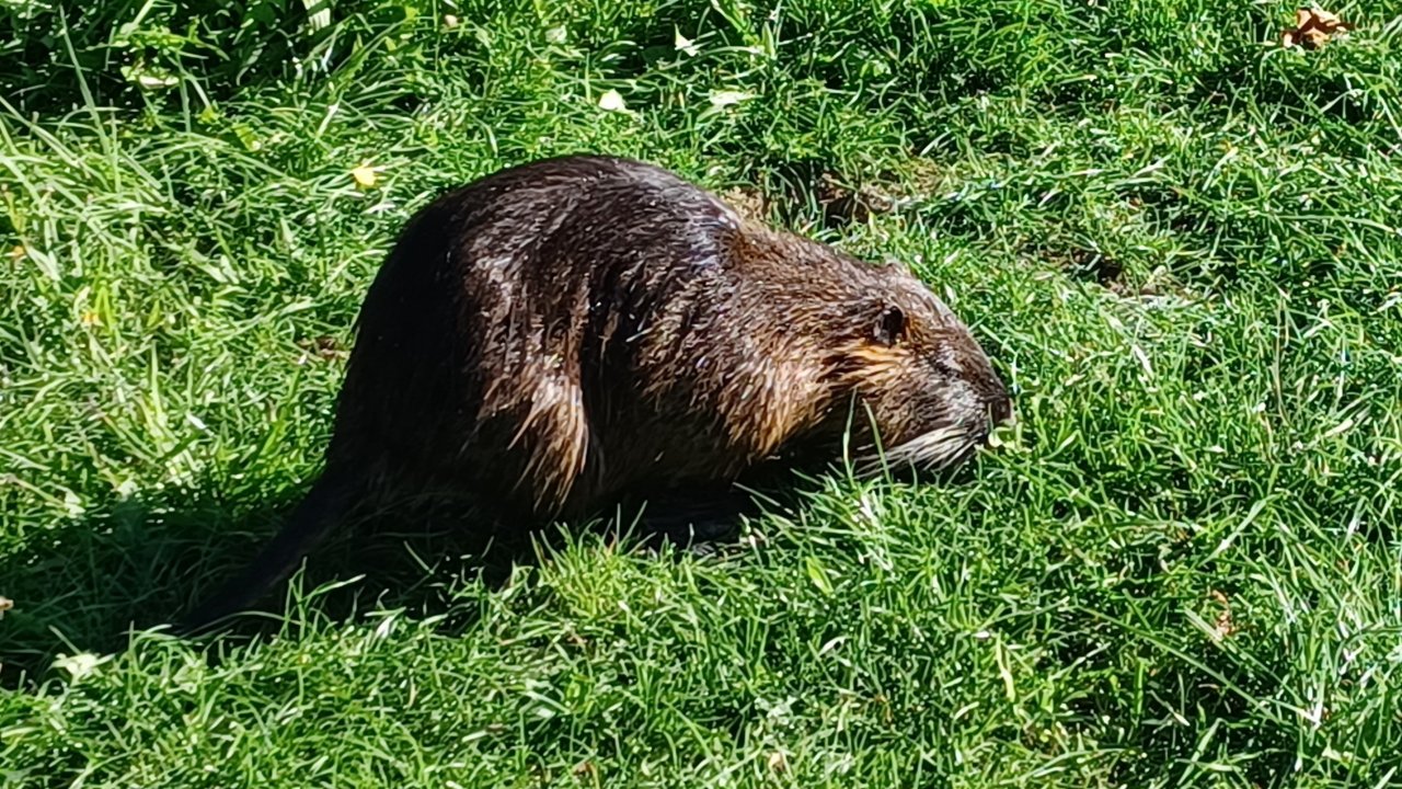 Diese Nutria war am Olper Busbahnhof unterwegs. von Monika Huesmann