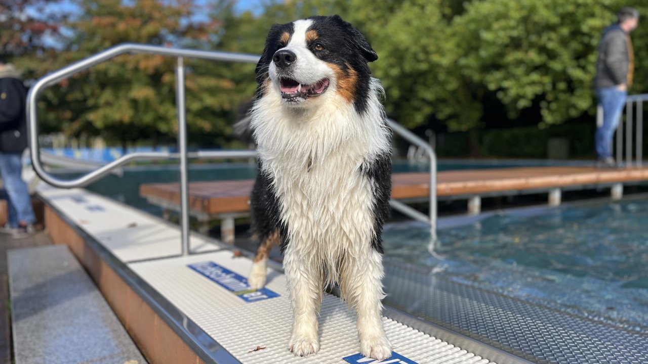 Impressionen vom Hundeschwimmen im Freibad Olpe am 4. Oktober 2025. von Leonie Diehl