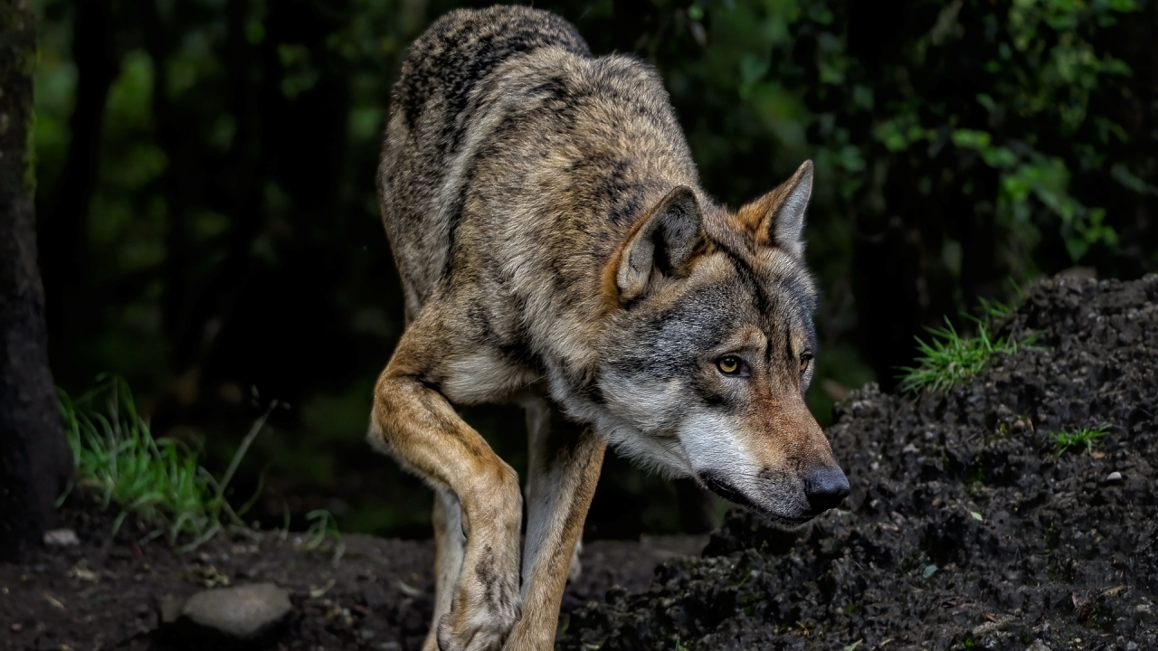 Ein Wolf in freier Natur. von Pixabay.com
