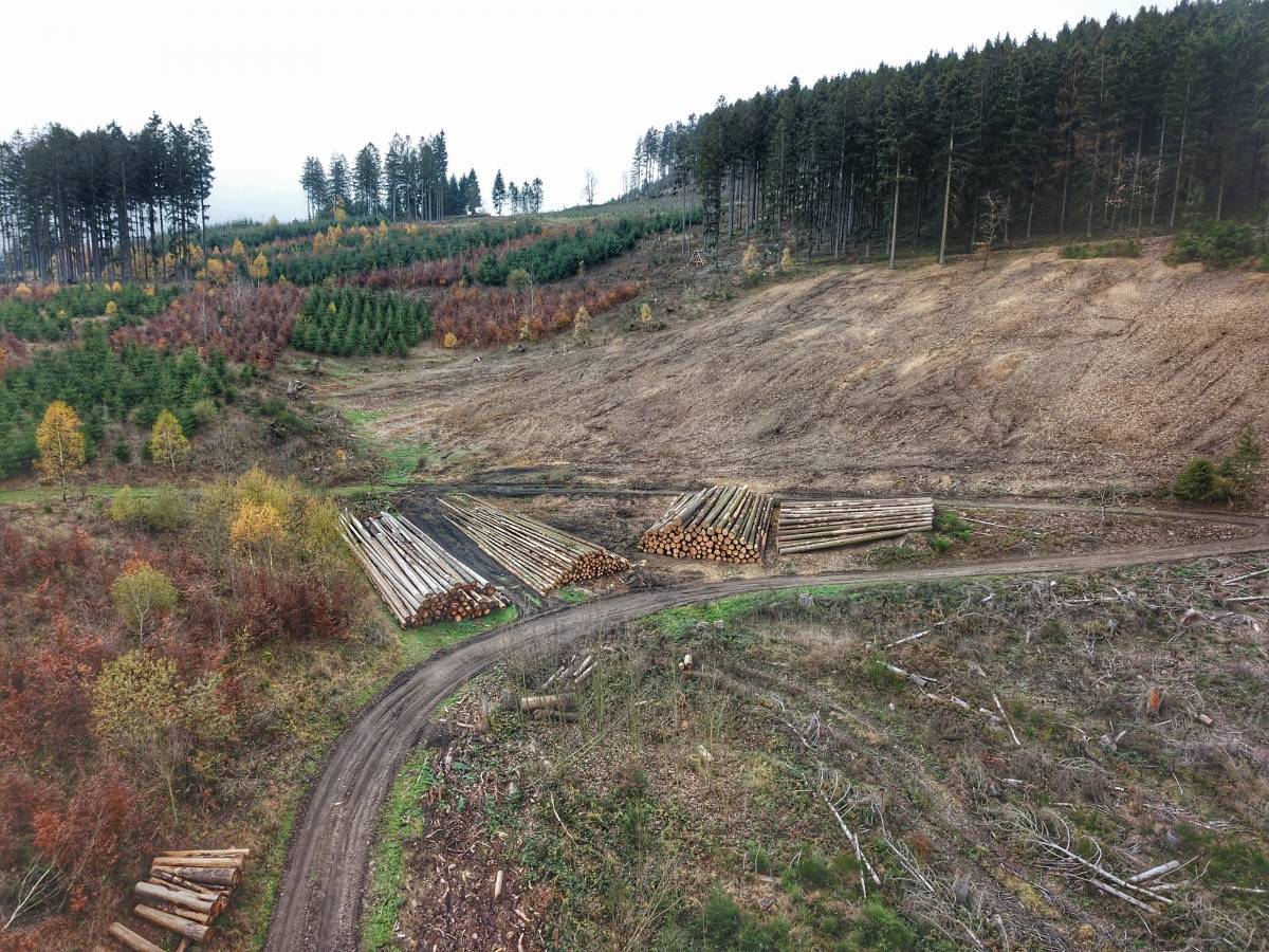 Ein Bild der Zerstörung: Der Borkenkäfern hat in weiten Teilen die jahrzehntelange Arbeit der Waldbauern zerstört. von Nils Dinkel