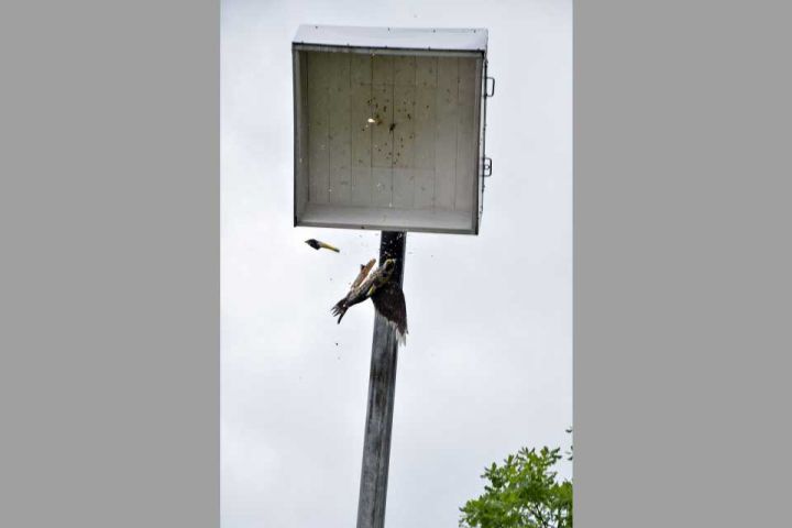 Vogelbauer kennt Schwachstellen