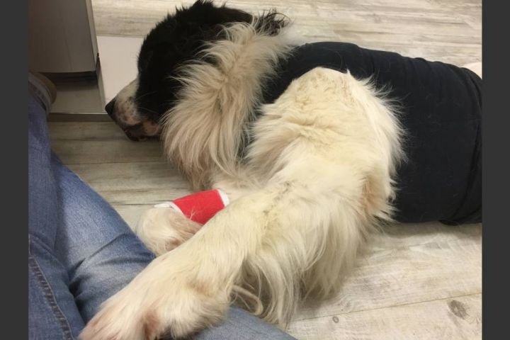 Balduin – Ein Therapiehund kämpft sich ins Leben zurück