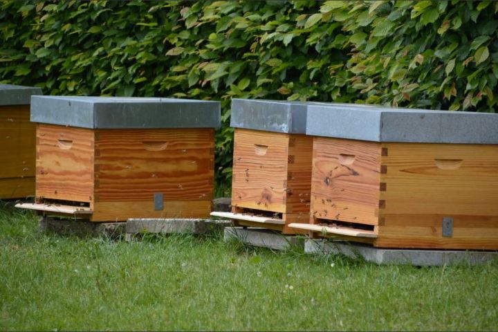 Der Faulbrut den Kampf angesagt: Imker retten Bienenvölker