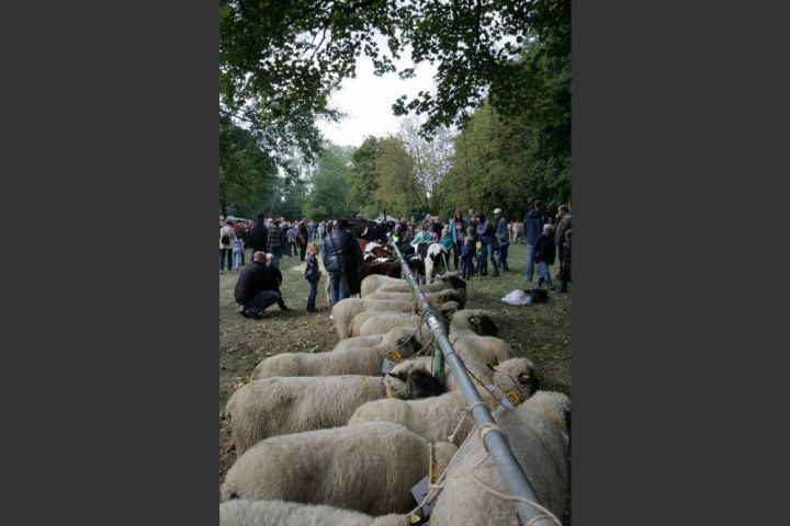 Ernte- und Tierschaufest im Drolshagener Stadtpark ein Besuchermagnet