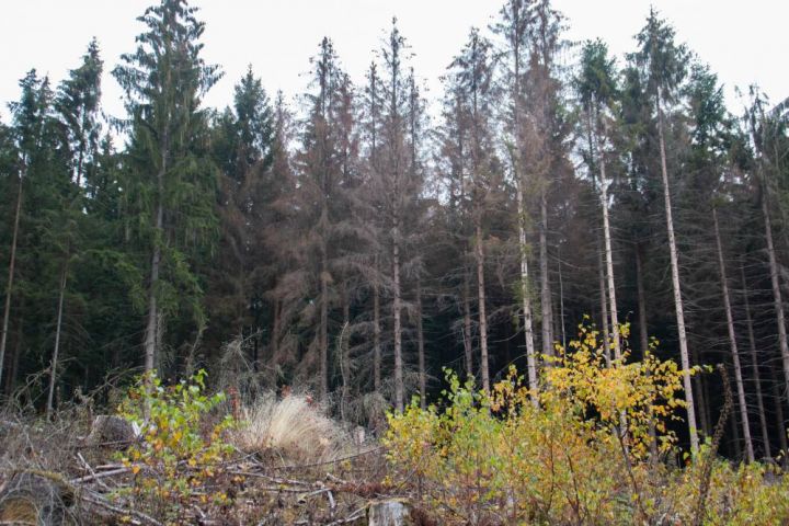 Bedrohliche Situation in den Wäldern: Borkenkäfer zerstören die Bäume