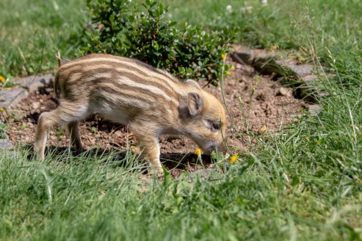 Schwein gehabt: Jäger-Paar rettet Frischling „Maggie“ und zieht ihn groß