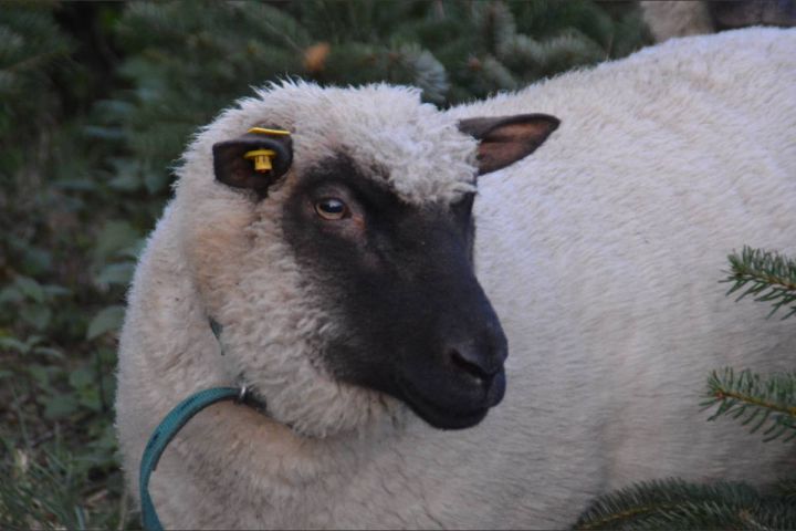Shropshire-Schafe sind Rasenmäher und Düngelieferanten für Weihnachtsbäume