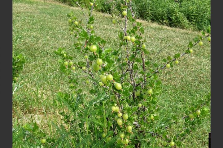 „Ich bin tiefenentspannt, wenn ich mich mit meinem Garten beschäftige“