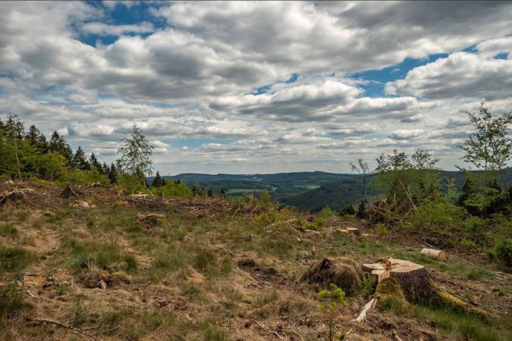 Borkenkäfer-Plage lässt Waldbauern verzweifeln – Umweltministerin informiert sich in Olpe