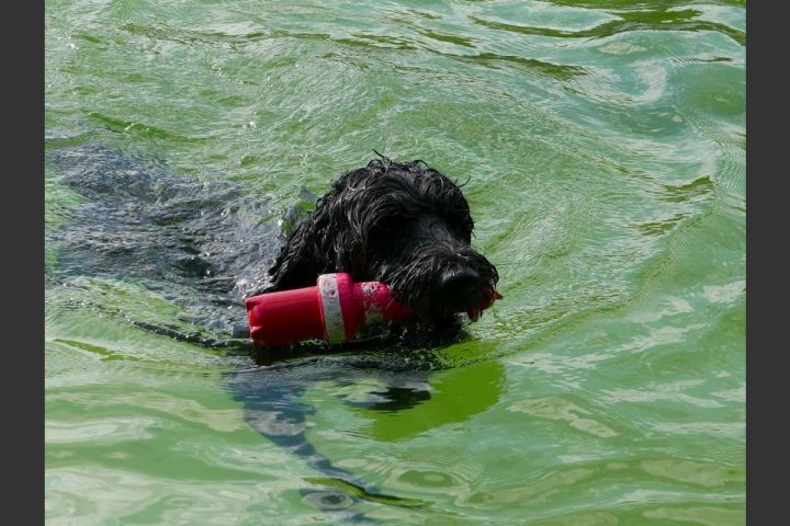 Erstes Hundeschwimmen im Olper Freibad wird gut angenommen