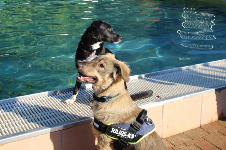 Auch dieses Jahr war das Hundeschwimmen im Olper Freibad gut besucht.