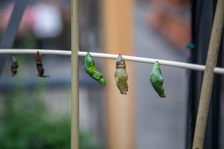 Der Schmetterlingssommer im Gartencenter Kremer ist eröffnet