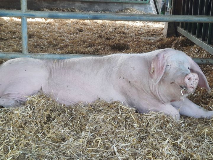 In der Pflegestelle spüren die geretteten Schweinemütter zum ersten Mal weiches Stroh und haben genügend Platz.