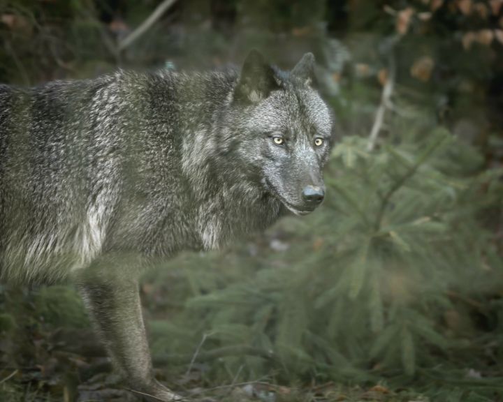 Im Panorama Park sind zwei neue Wölfe eingezogen.