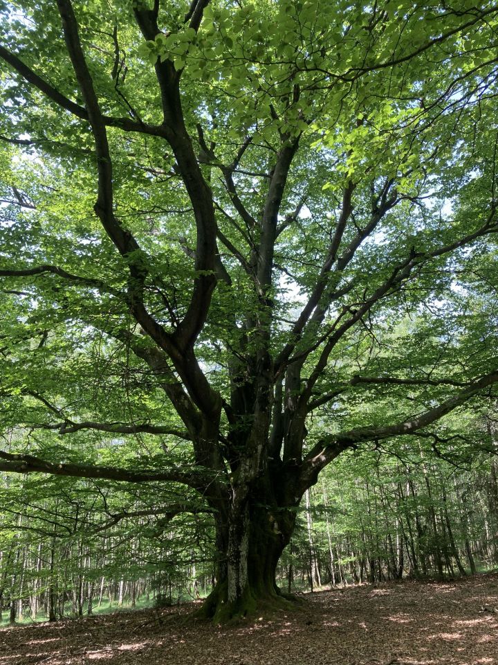 Die dicken Buchen im Wald hinter Schönau und Altenwenden sind der Lieblingsplatz unserer Volontärin Lorena. Die Äste des großen Baumes sind so ausladend und die Baumkrone so riesig, dass man sie kaum ganz fotografieren kann.