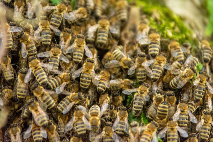 Tausende Bienen tummeln sich um die Königin.