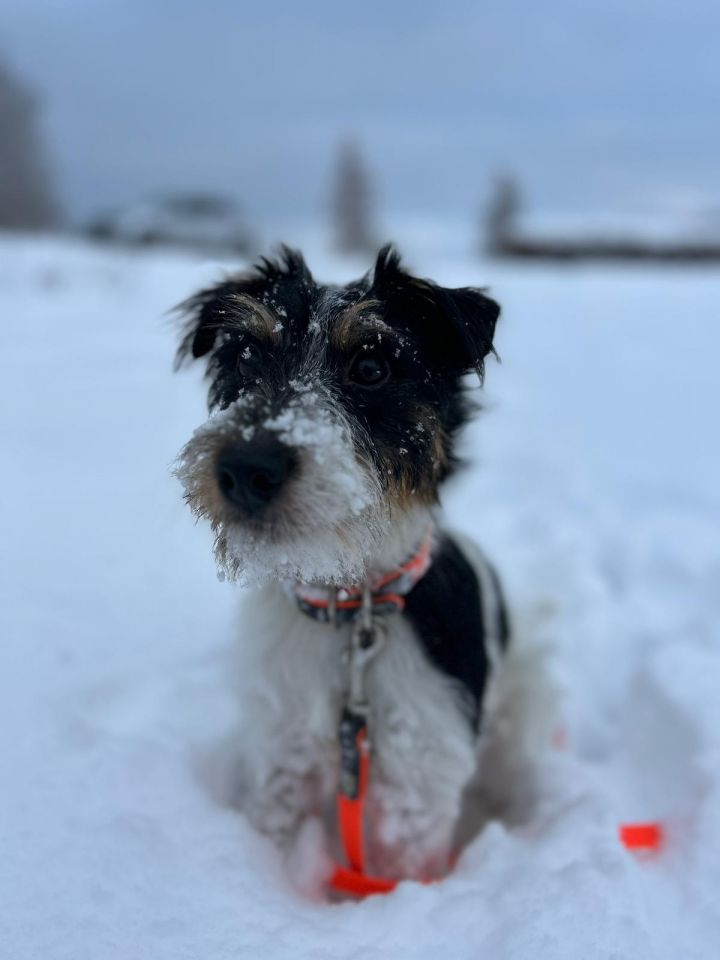 Gassi gehen im Schnee.