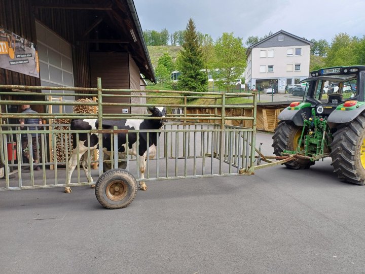 Erneut ist am Donnerstag, 16. Mai, eine Kuh in Drolshagen ausgebüxt.
